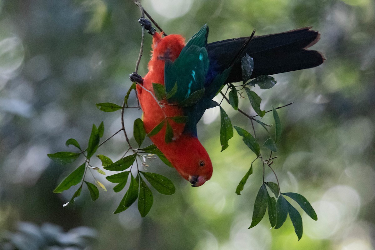 Australian King-Parrot - Robert Tizard