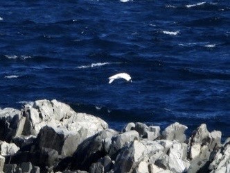 Northern Gannet - ML593688731