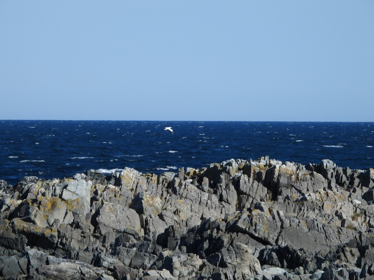 Northern Gannet - ML593688741