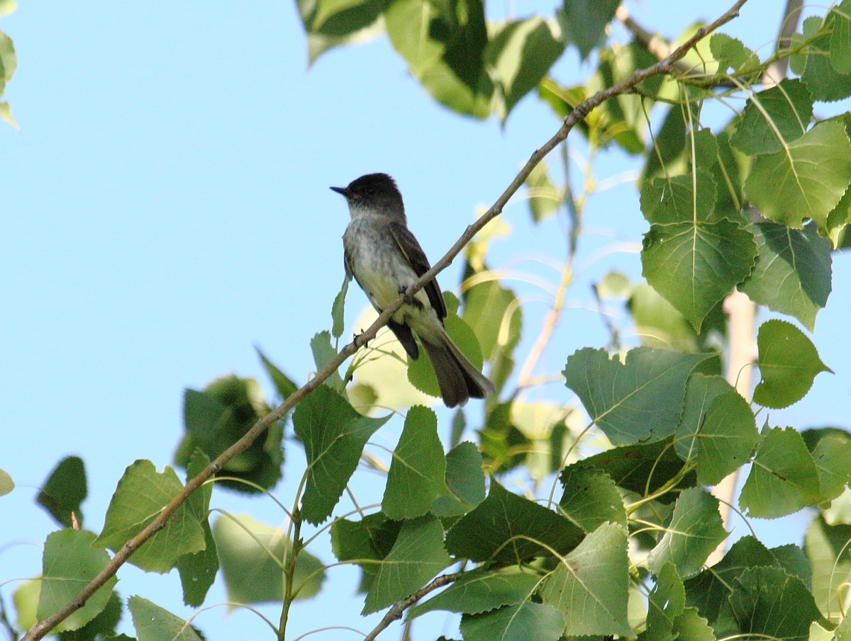 Eastern Phoebe - ML593689511