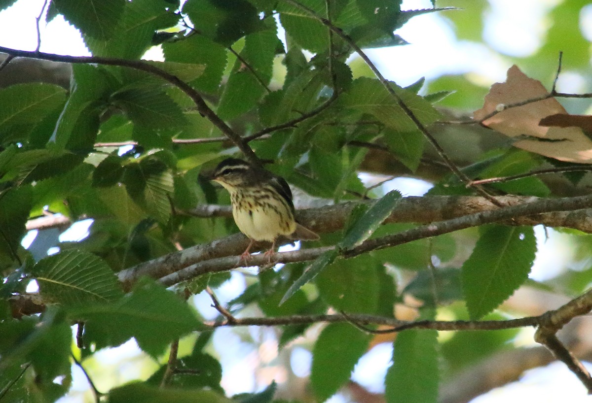 Louisiana Waterthrush - ML593689521