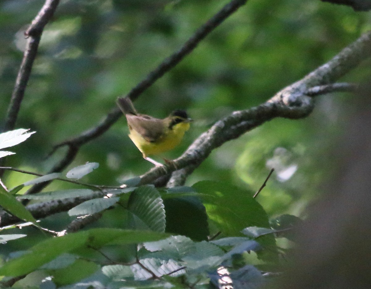 Kentucky Warbler - ML593689611