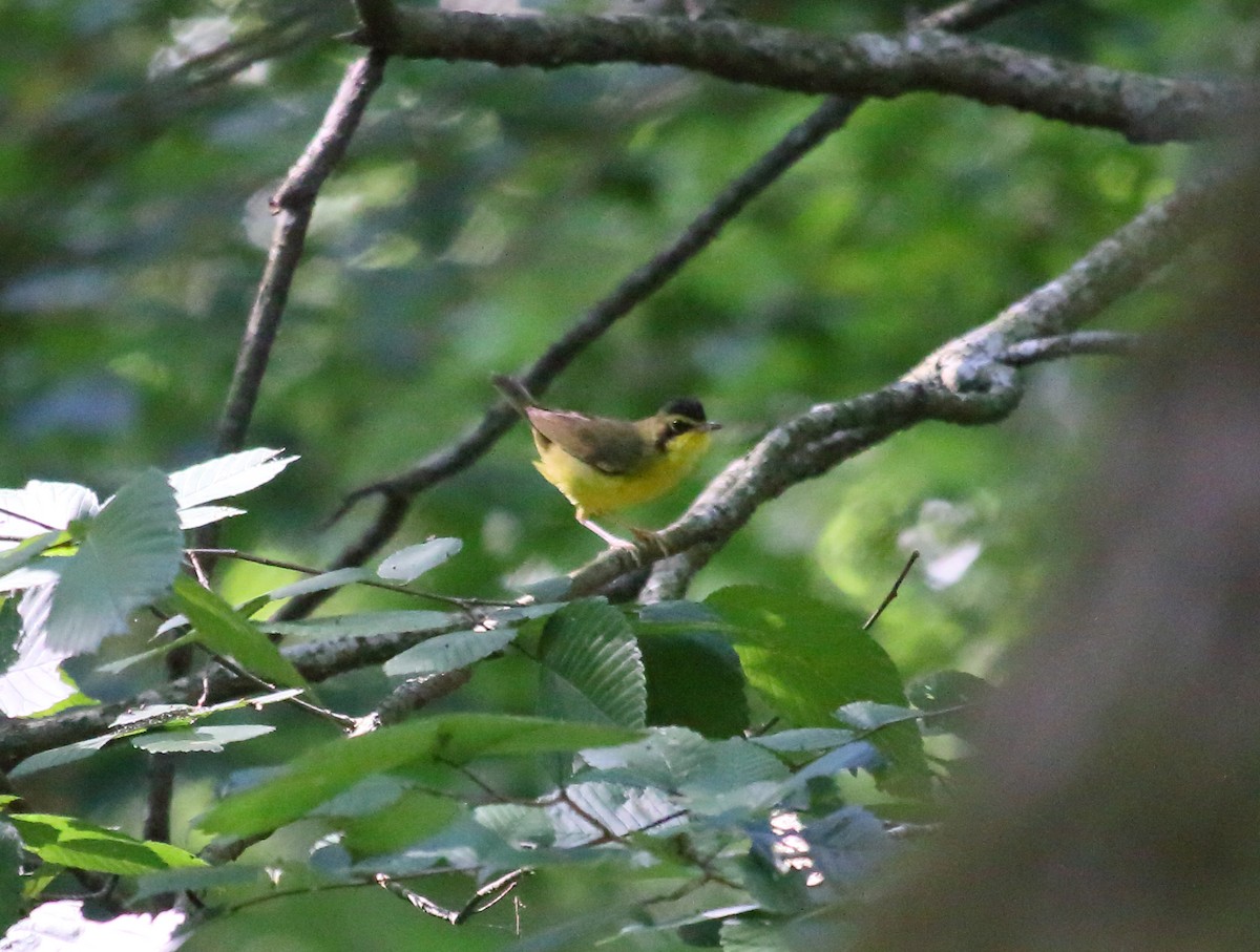 Kentucky Warbler - ML593689621