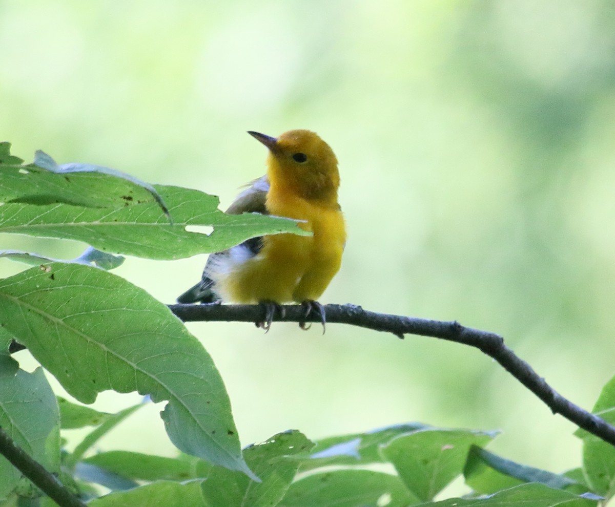 Prothonotary Warbler - ML593689701