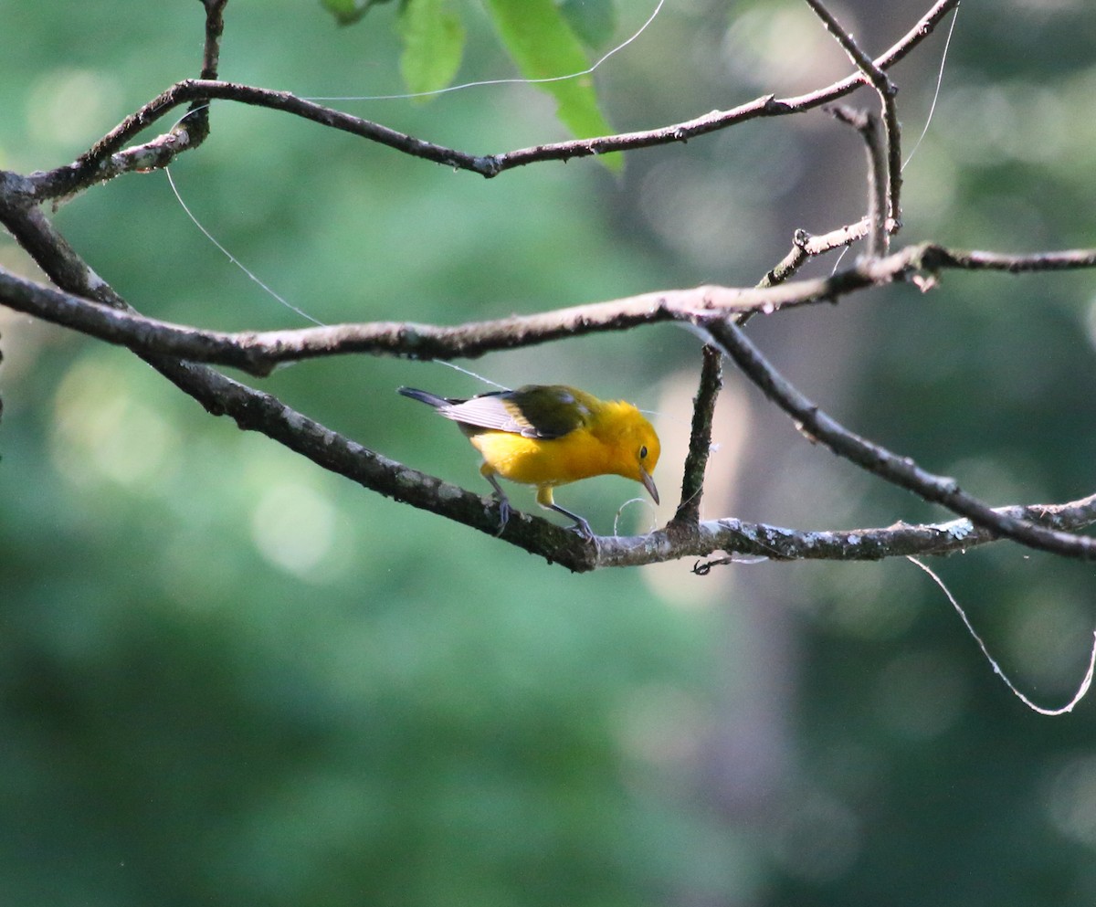Prothonotary Warbler - ML593689711