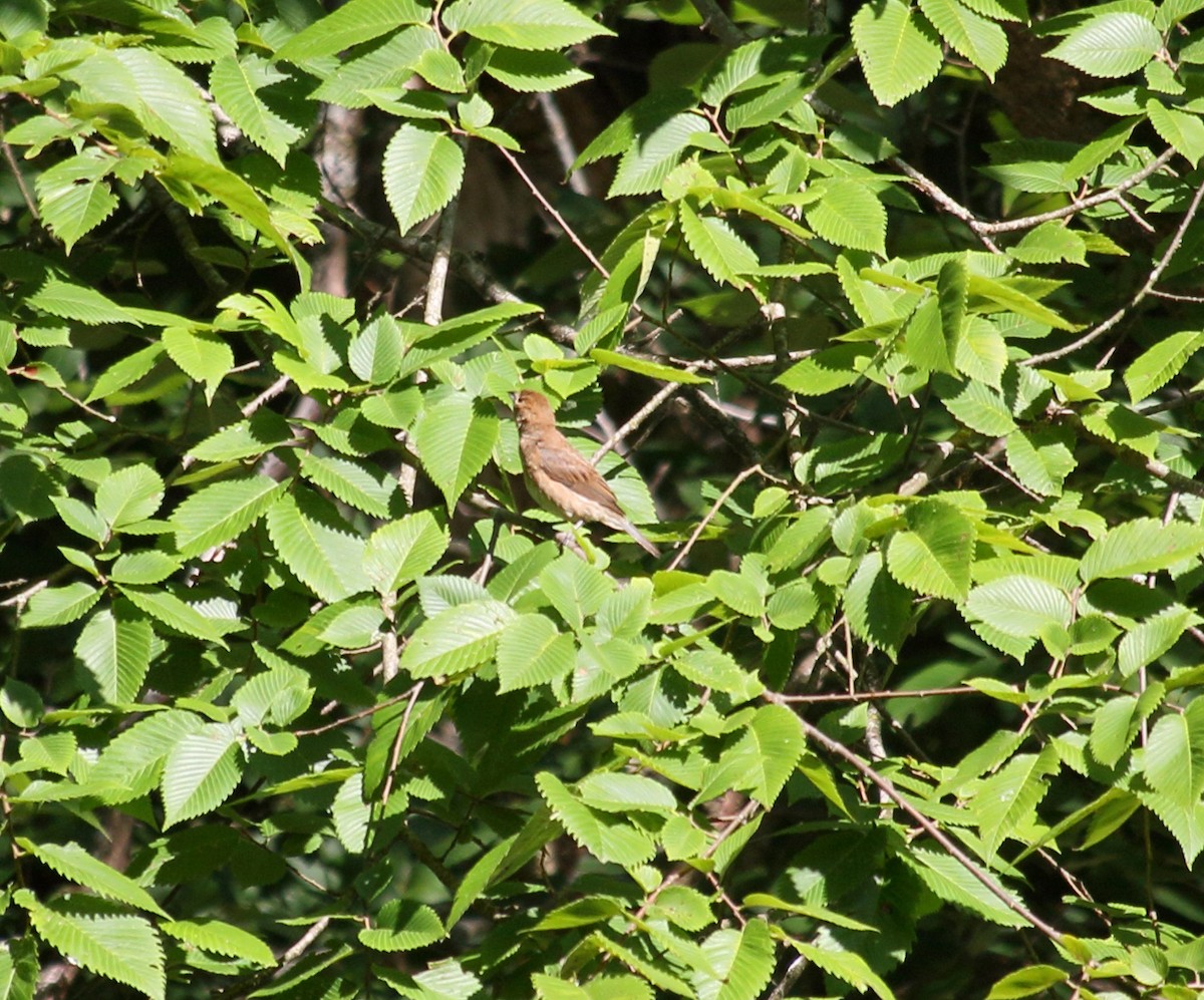 Indigo Bunting - ML593689821