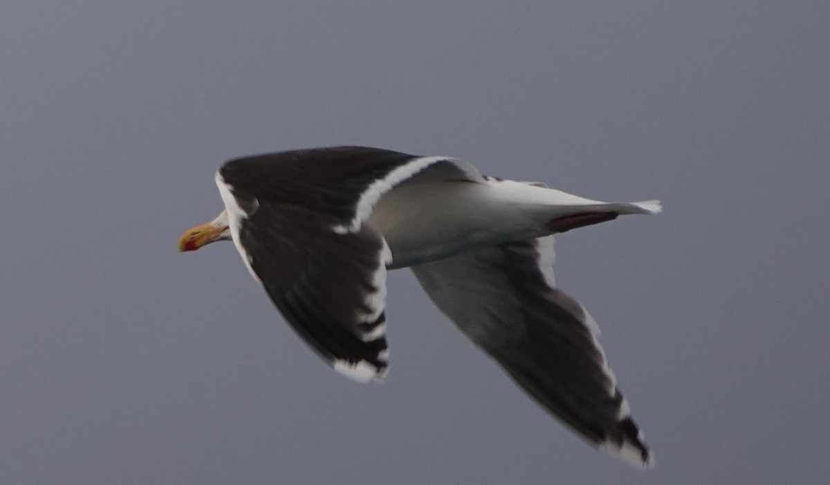 Great Black-backed Gull - ML593690341