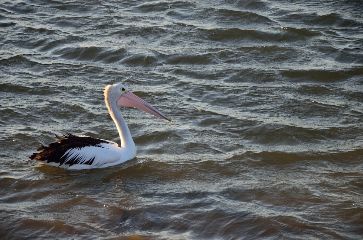 Australian Pelican - ML593690941