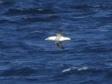 Northern Gannet - ML593691491