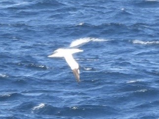 Northern Gannet - ML593691501