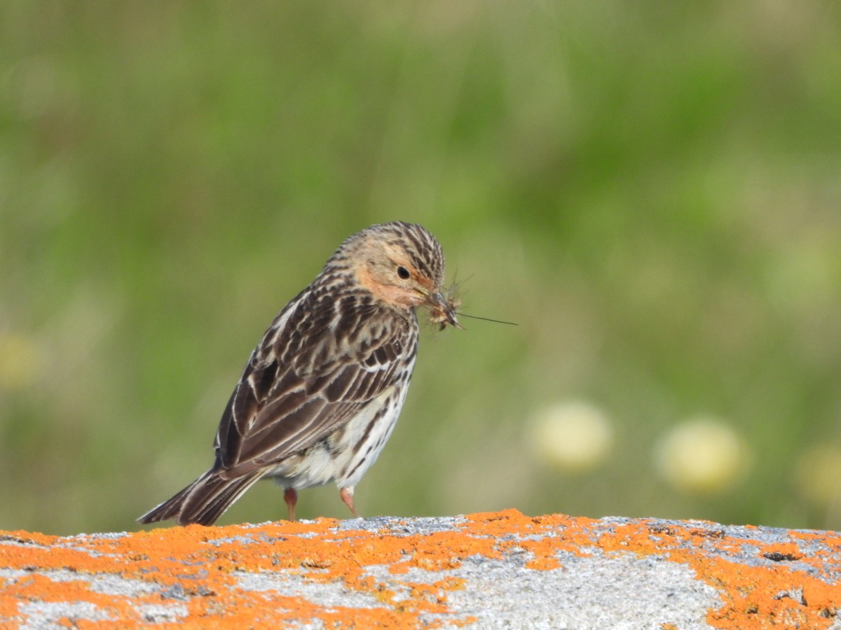 Red-throated Pipit - ML593691551