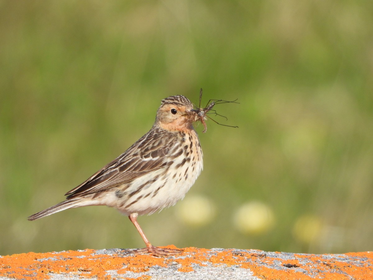 Pipit à gorge rousse - ML593691561