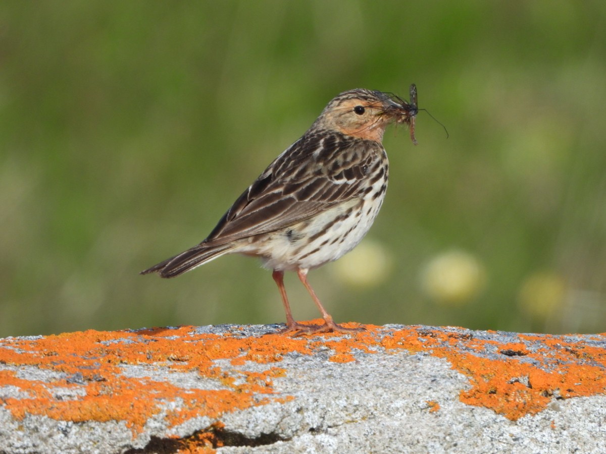 Red-throated Pipit - ML593691571