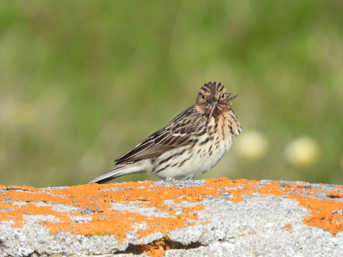 Pipit à gorge rousse - ML593691581