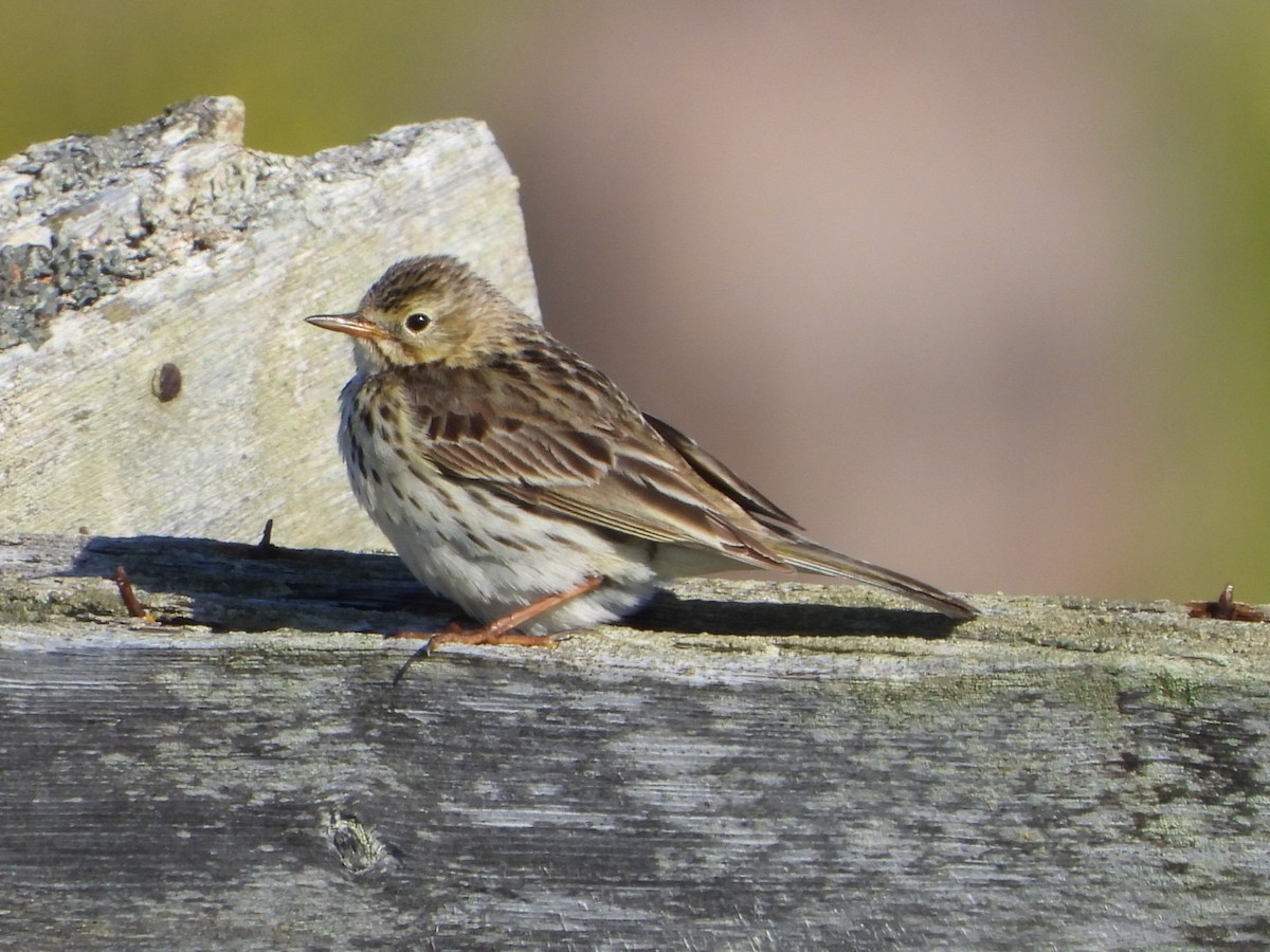 Meadow Pipit - ML593691731