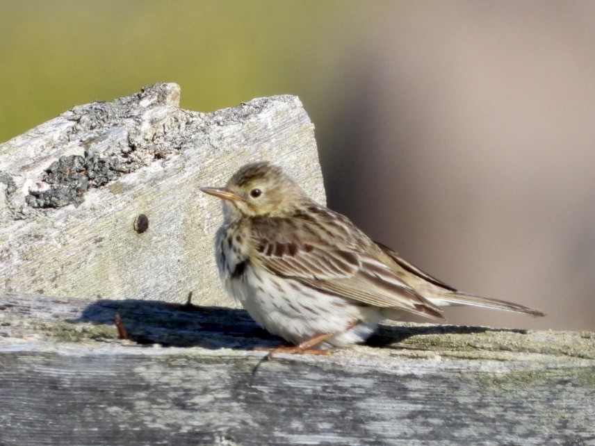 Meadow Pipit - ML593691741