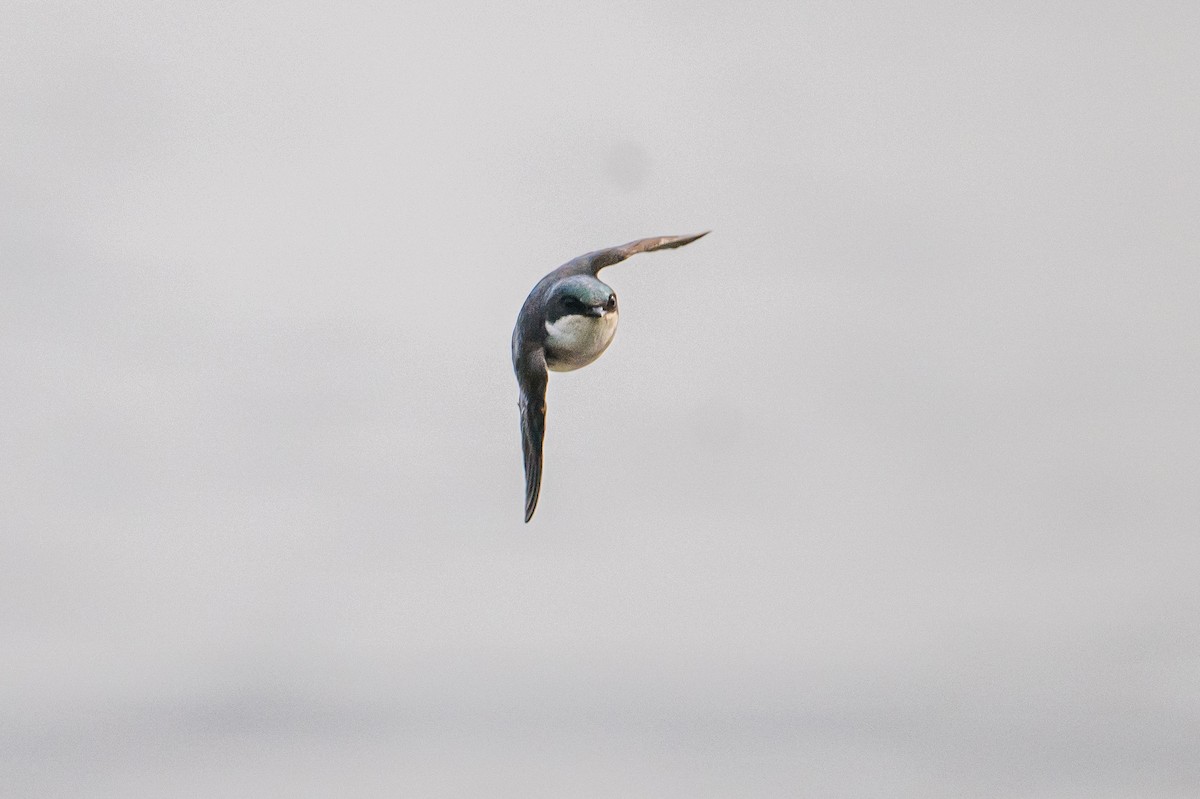 Golondrina Bicolor - ML593692051