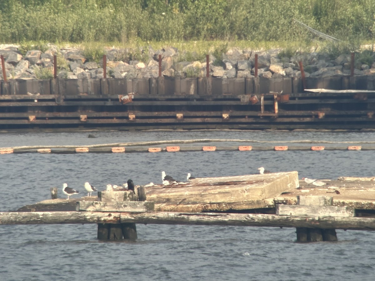 Caspian Tern - ML593692671