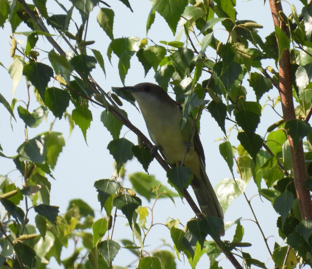 Black-billed Cuckoo - ML593692841