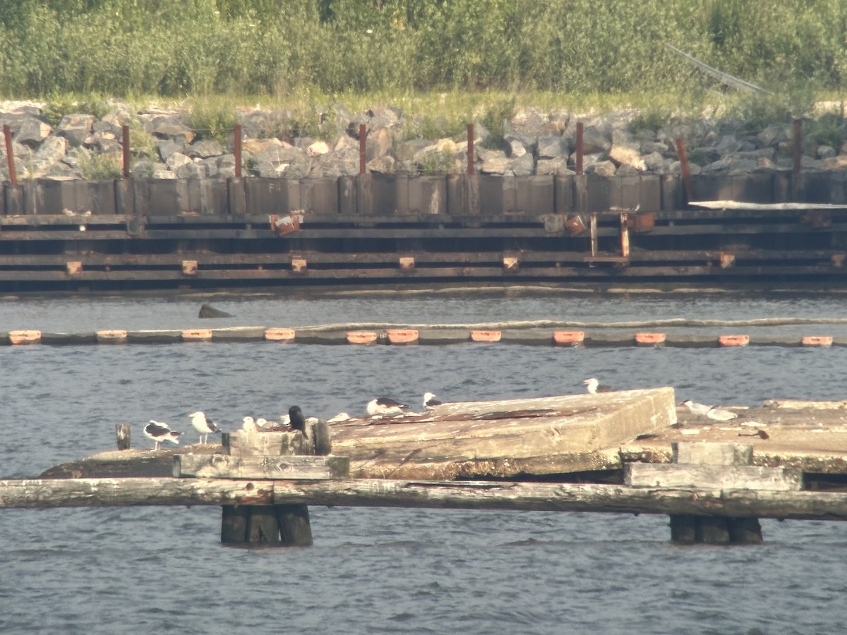 Caspian Tern - ML593692931