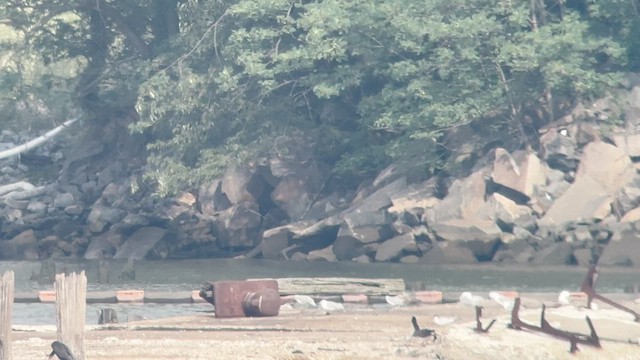 Caspian Tern - ML593693051