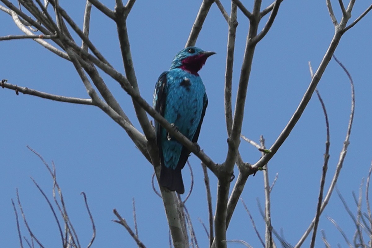 Spangled Cotinga - ML593693691