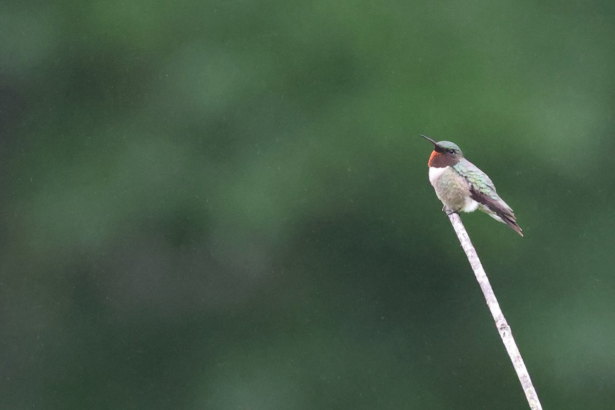 Colibrí Gorjirrubí - ML593696021