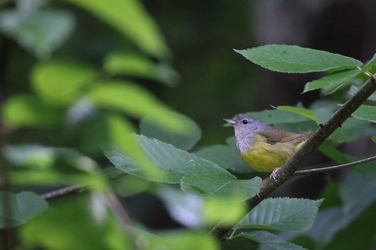 Mourning Warbler - ML593696081