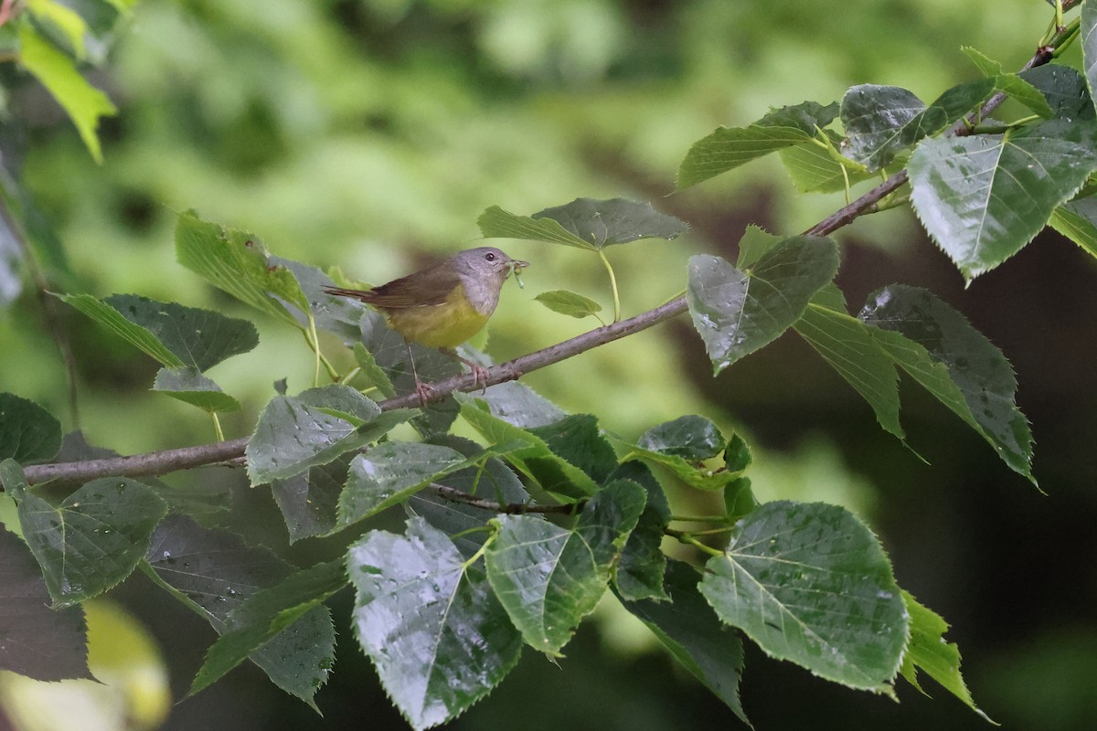 Mourning Warbler - ML593696091