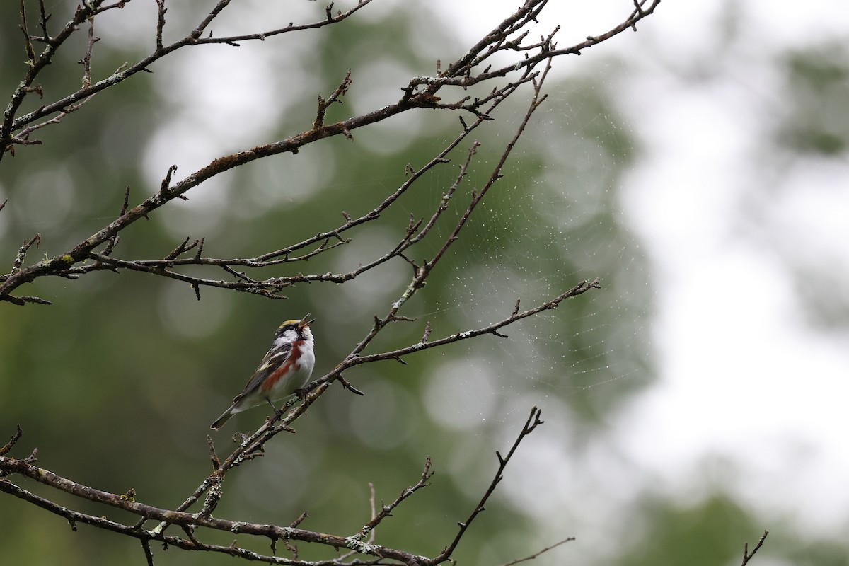 Chestnut-sided Warbler - ML593696101