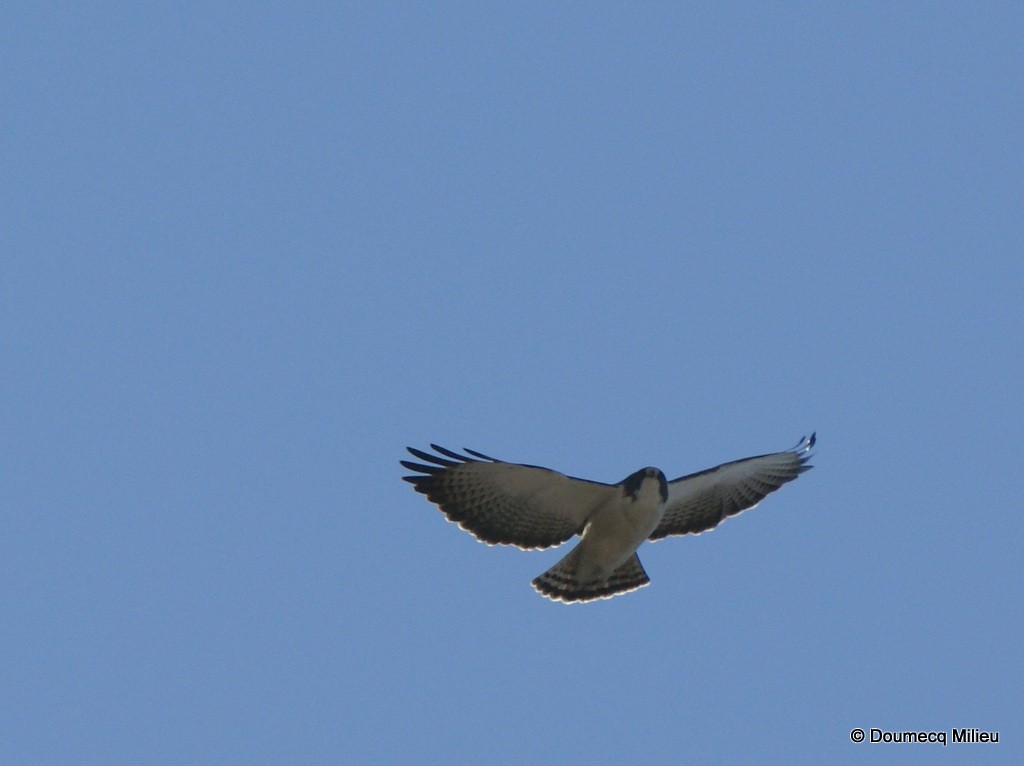 Short-tailed Hawk - Ricardo  Doumecq Milieu