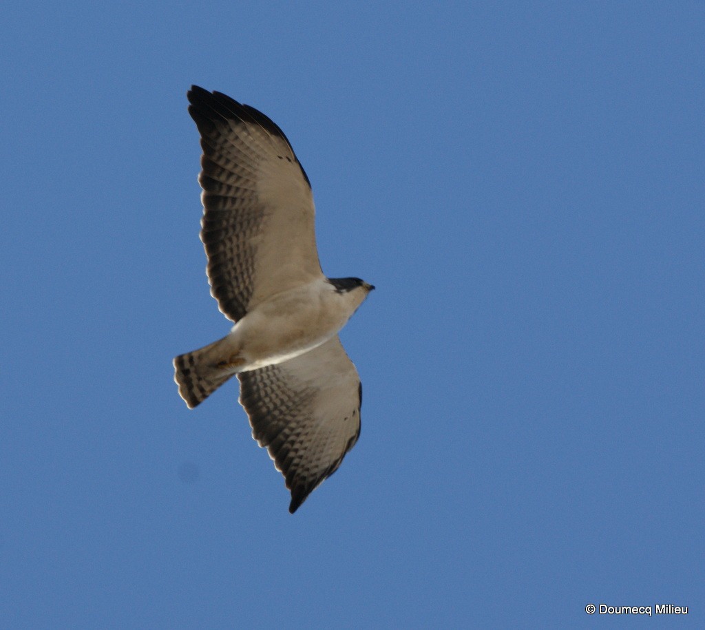 Short-tailed Hawk - Ricardo  Doumecq Milieu