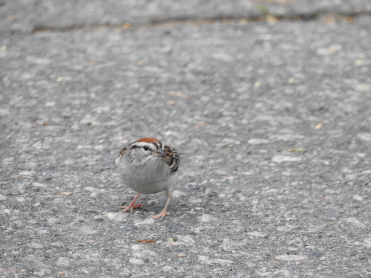 Chipping Sparrow - Tom Dibblee