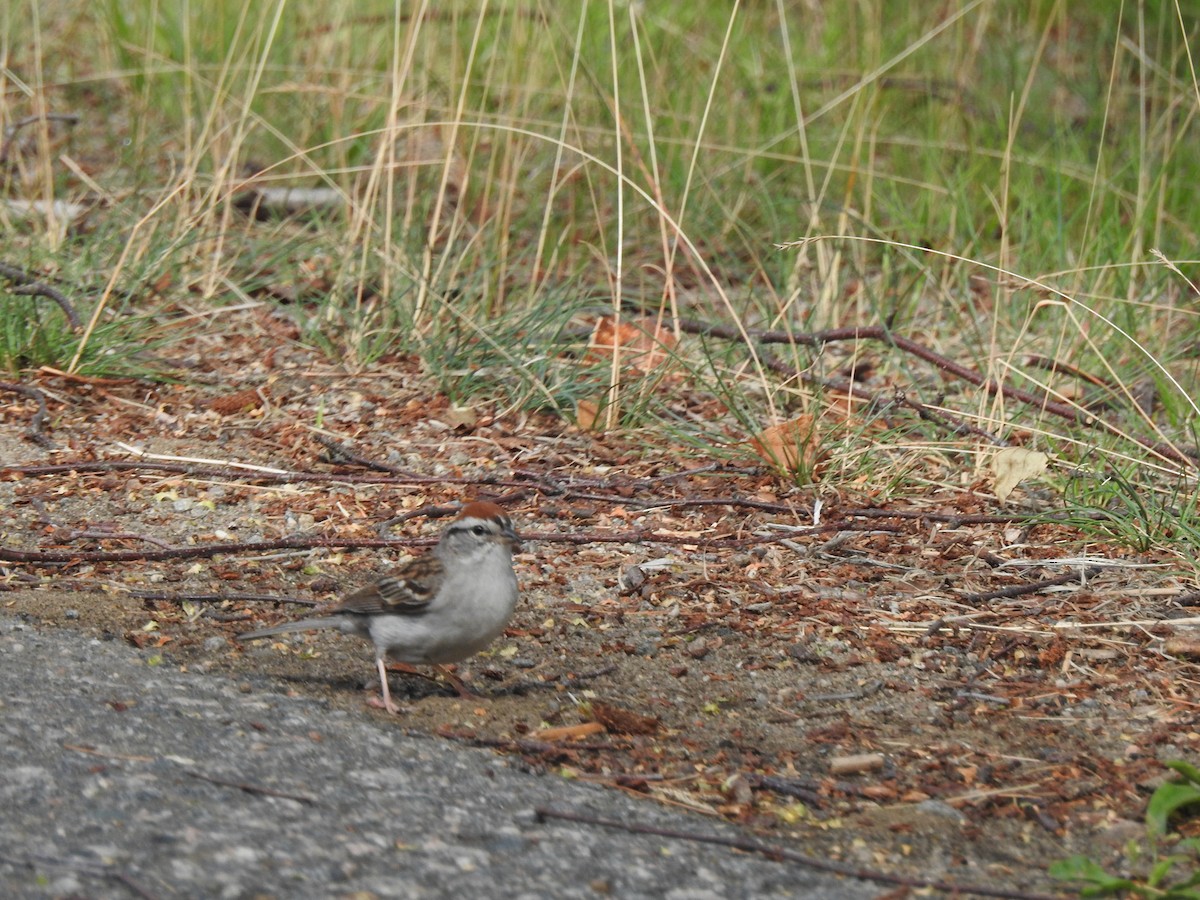 Chipping Sparrow - ML593696881