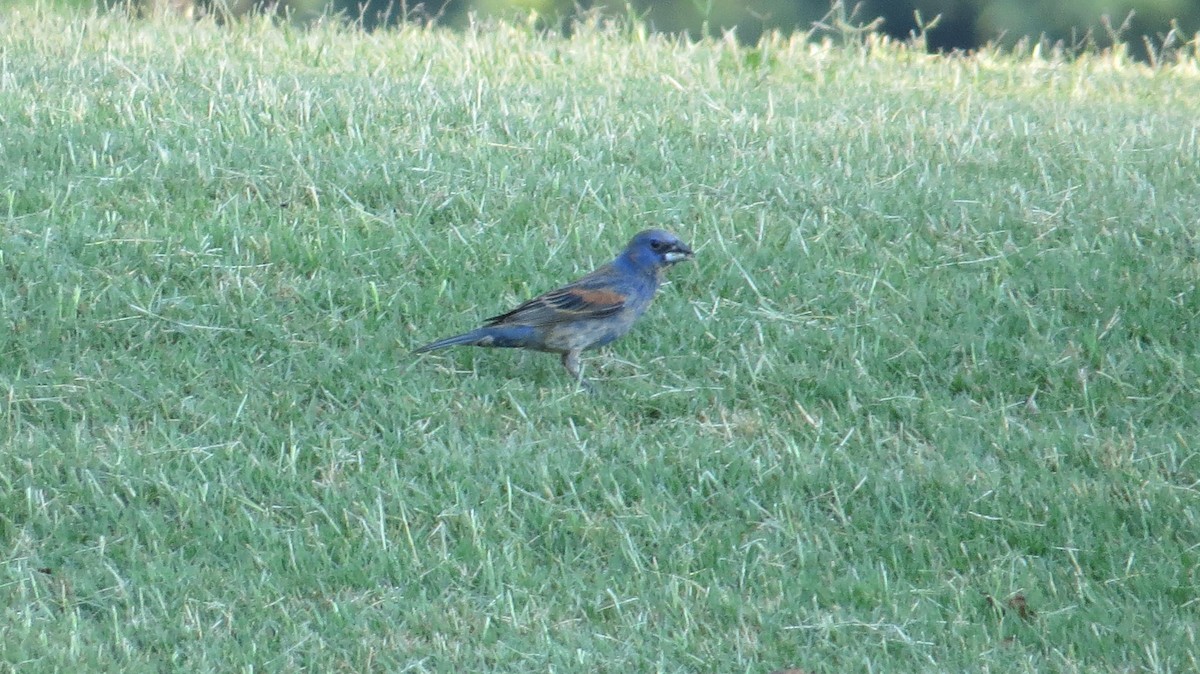 Blue Grosbeak - ML593697761