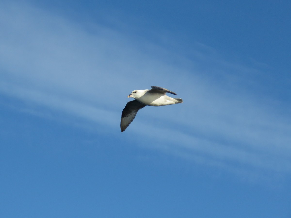 Northern Fulmar - Jose Antonio Garcia