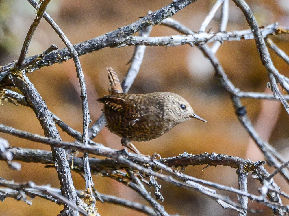 Eurasian Wren - Xueping & Stephan Popp