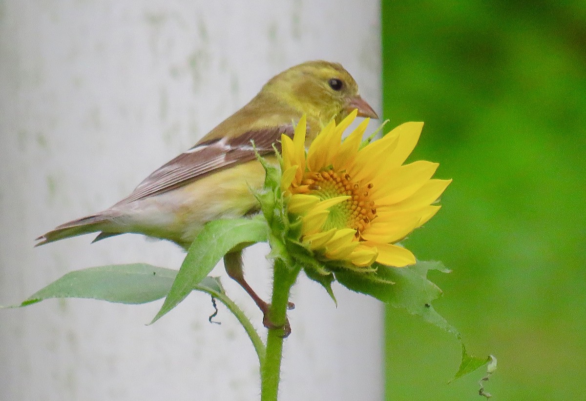 American Goldfinch - ML593698941