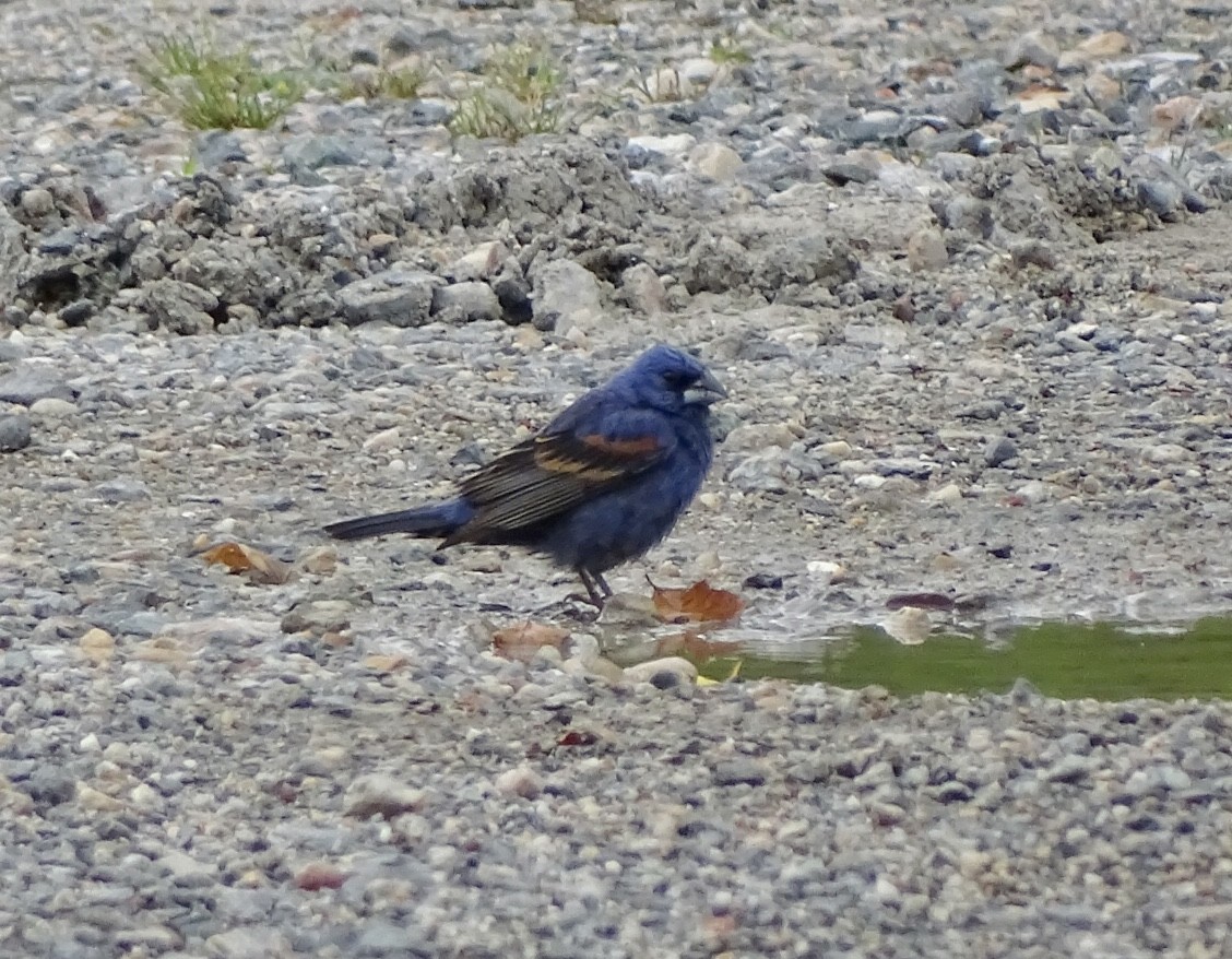 Blue Grosbeak - ML593700521