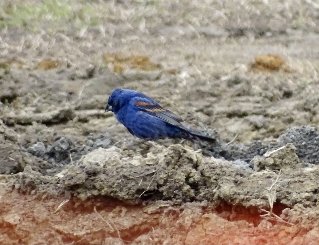Blue Grosbeak - ML593700531
