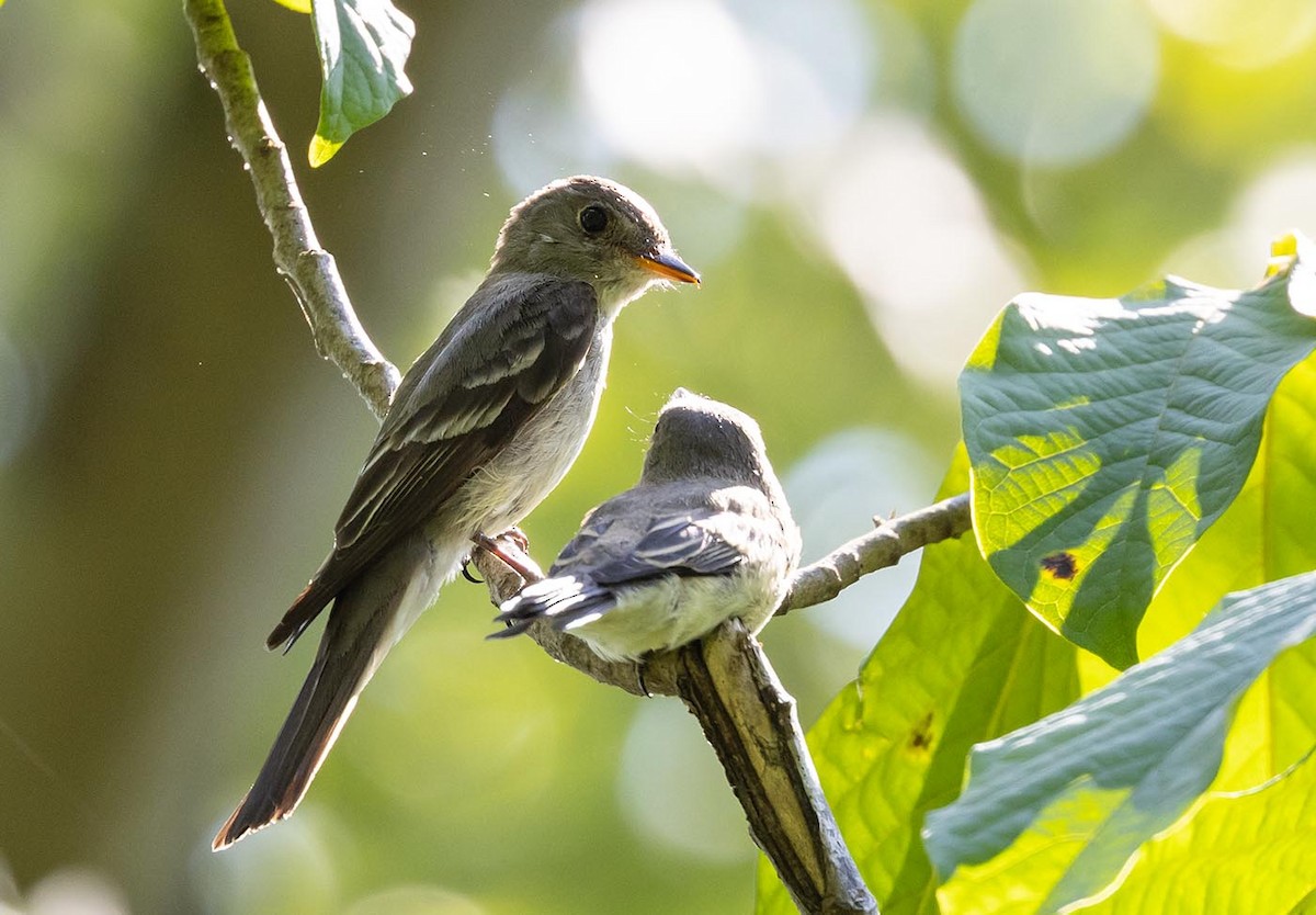 Eastern Wood-Pewee - Janis Stone
