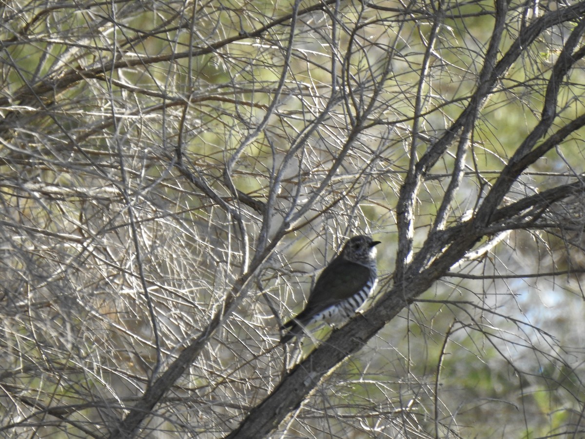 Shining Bronze-Cuckoo - ML593701401