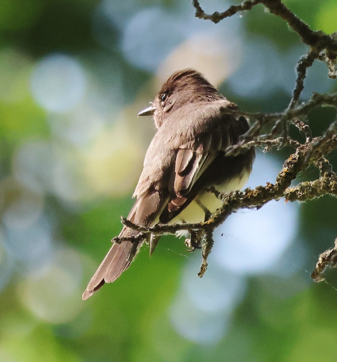 Black Phoebe - Jim Parker