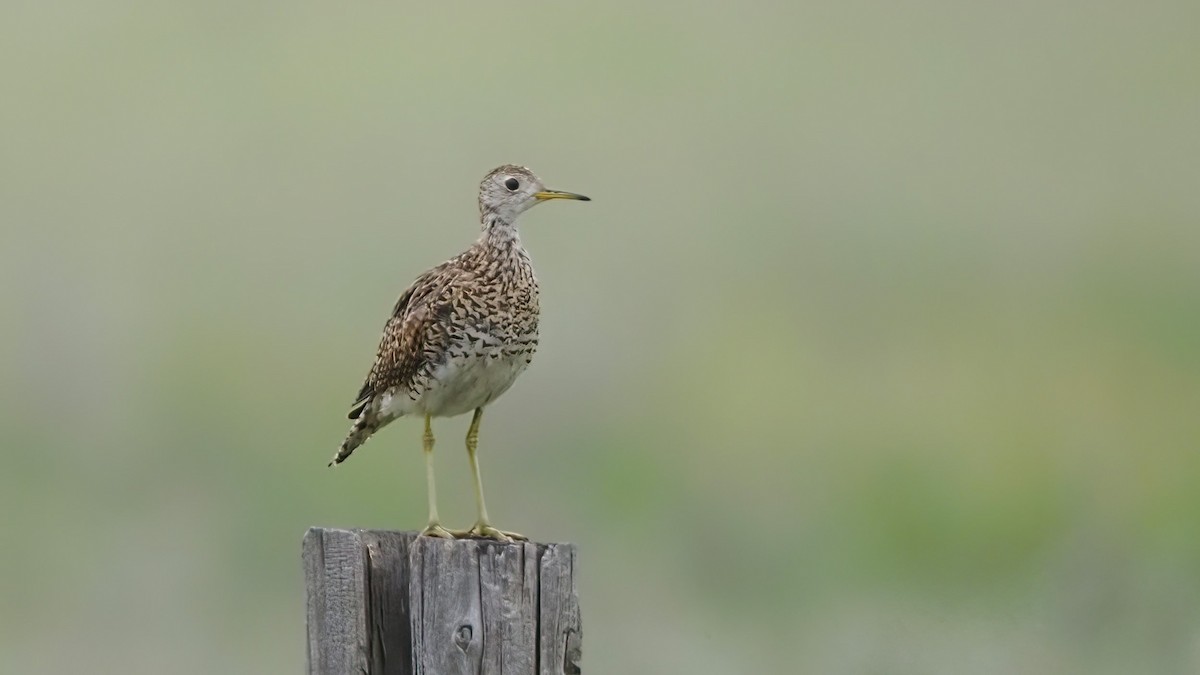 Upland Sandpiper - ML593701661