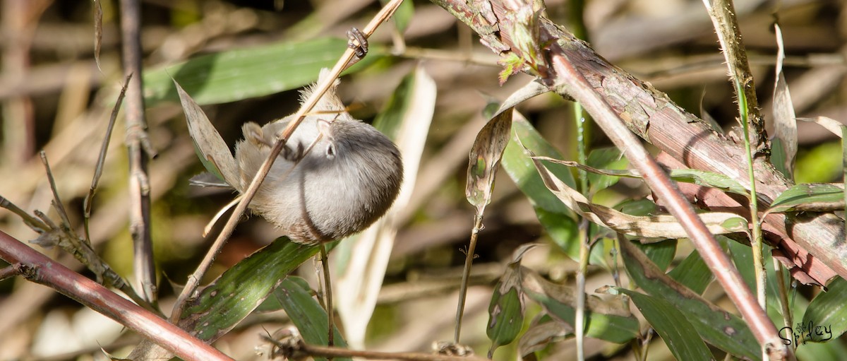 Gray-hooded Parrotbill - Xingyu Li