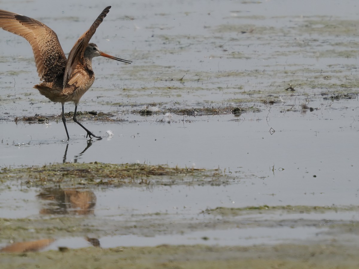 Marbled Godwit - Mark Cloutier