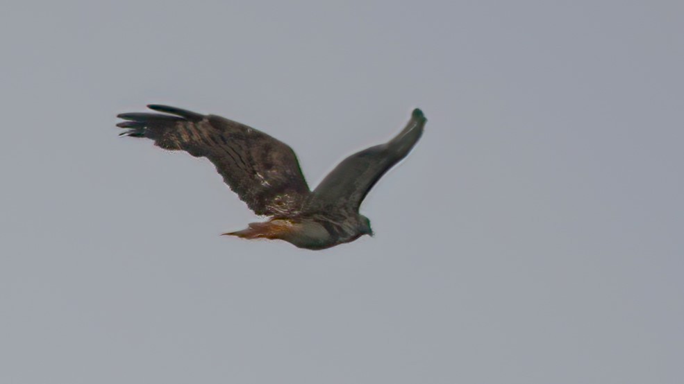 Red-tailed Hawk - Mark Cloutier