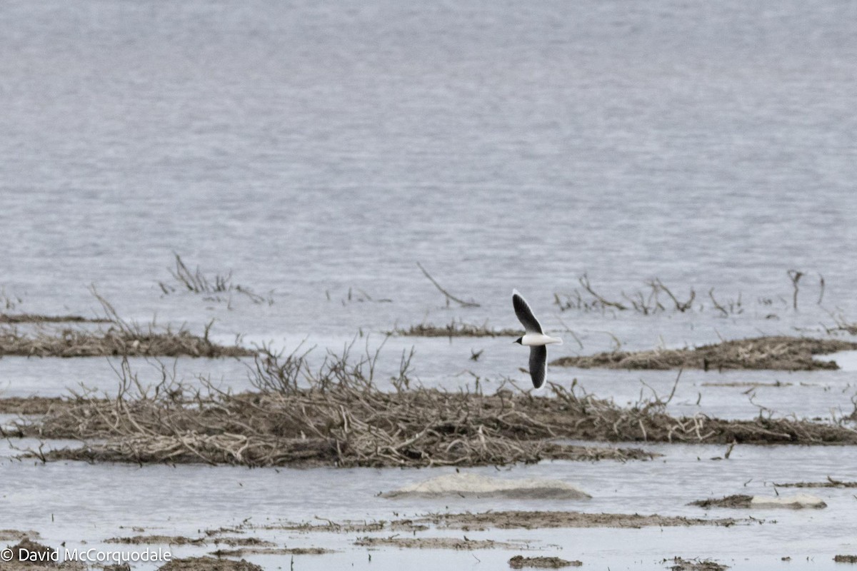 Little Gull - ML593703561