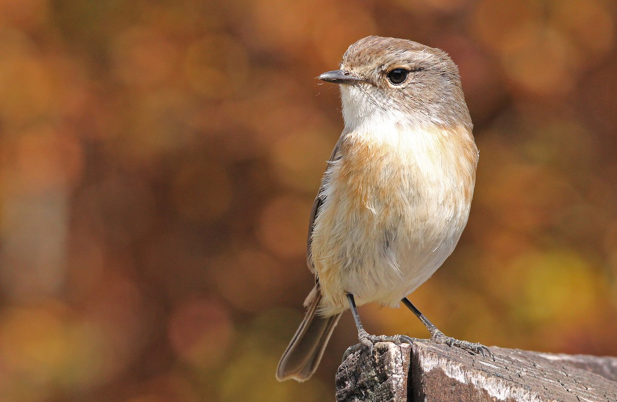 Reunion Stonechat - Stéphan Hinguant