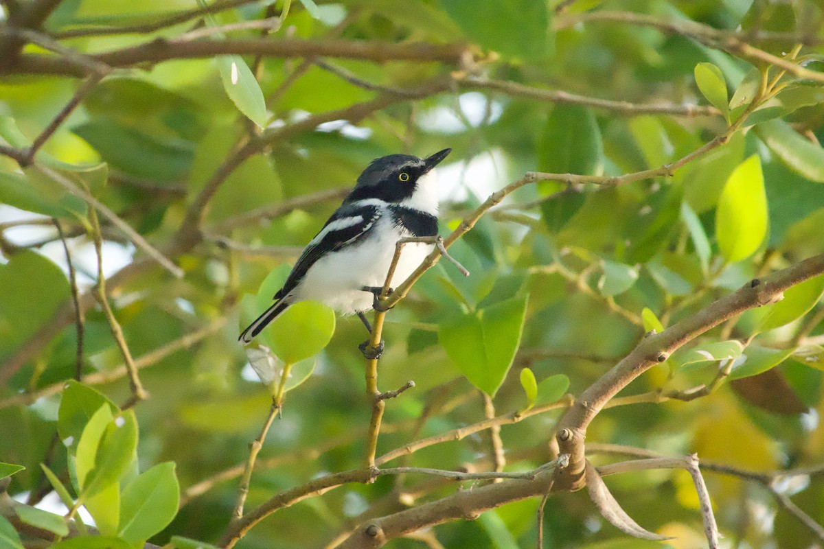 Pale Batis - ML593705261